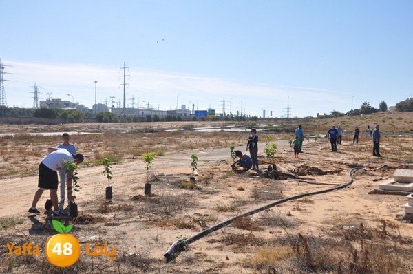 ashjar taso 0328 (35).JPG